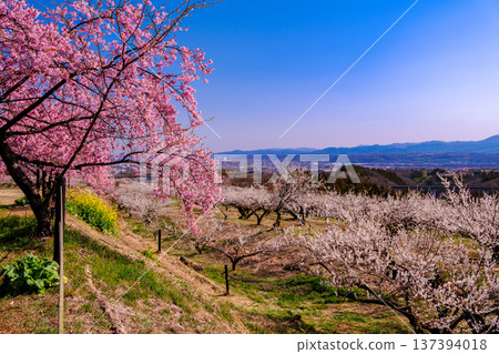白梅樹林和景色 137394018