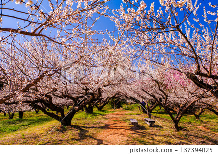 White plum blossoms in full bloom in the plum garden White plum blossoms in full bloom in the plum garden 137394025