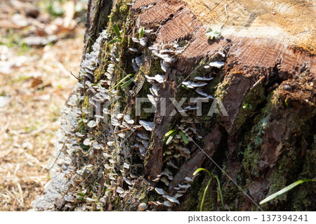 Mushrooms growing wild on a stump 137394241
