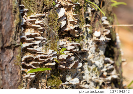 Mushrooms growing on the bark of dead trees 137394242