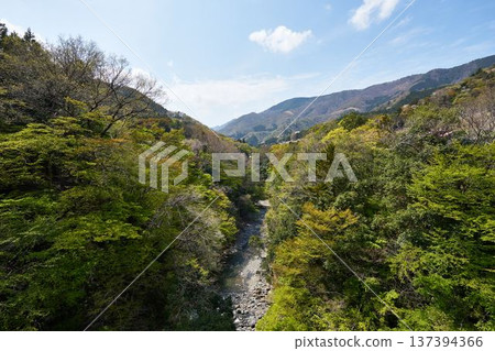 從野原吊橋眺望山梨縣道志村的道志川 從野原吊橋眺望山梨縣道志村的道志川 137394366