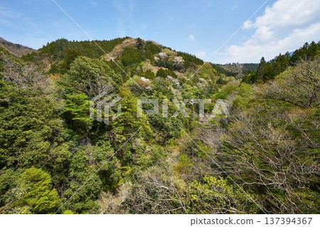從野原吊橋眺望,山梨縣道志村 從野原吊橋眺望,山梨縣道志村 137394367
