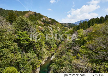 從野原吊橋眺望山梨縣道志村的道志川 從野原吊橋眺望山梨縣道志村的道志川 137394369