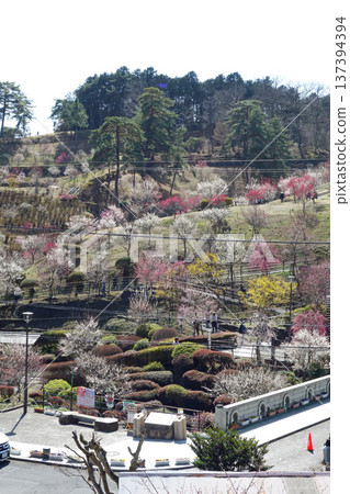 東京青梅市梅園正門(天滿公園移植10年後) 東京青梅市梅園正門(天滿公園移植10年後) 137394394