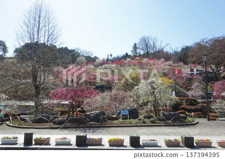 東京青梅市梅公園正入口附近（重新種植10年後） 137394395