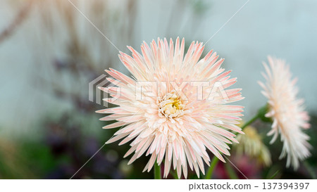 Light pink gerbera flowers. Petals spread out beautifully. Blurred background in the garden. 137394397