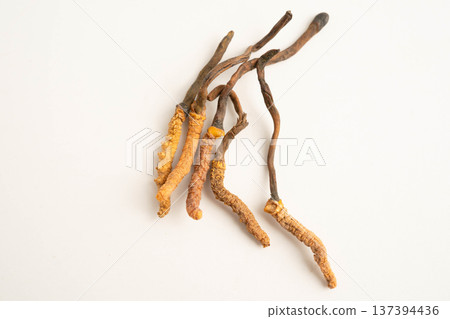 Cordyceps sinensis or Ophiocordyceps sinensis isolated on white background, mushroom herb treatment medicine. 137394436