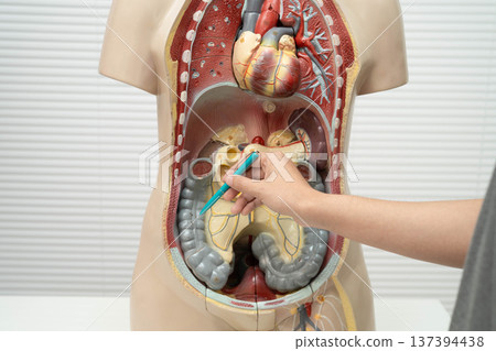 Asian student learning with human body model in anatomy biology in classroom at high school. 137394438