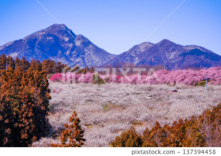 White plum grove and cherry blossoms blooming with Mount Haruna in the background 137394458