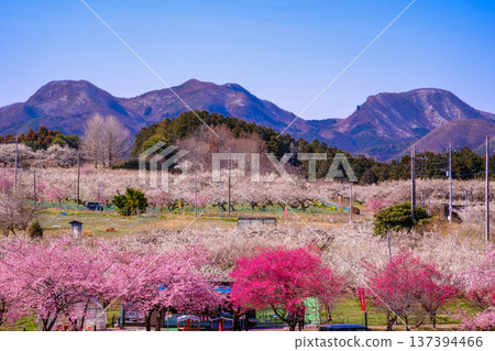 Mount Haruna and red and white plum blossoms 137394466