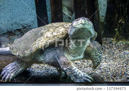 鱷龜(水族館) 鱷龜(水族館) 137394873