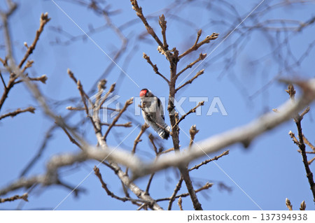 北海道特有啄木鳥：小紅腹啄木鳥（Dryobates minor）。 137394938