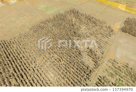 Flash flood destroys corn and vegetable crop in Southeast asia. Flash flood destroys corn and vegetable crop in Southeast asia. 137394970
