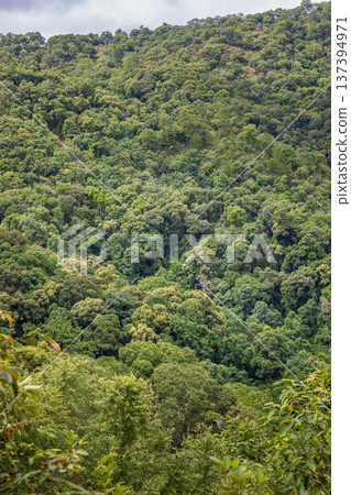 Tropical forests can absorb large amounts of carbon dioxide from the atmosphere. 137394971