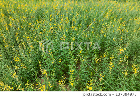 Farmer planting sunn hemp for a cover crop and improve soil properties and recycle plantnutrients. Farmer planting sunn hemp for a cover crop and improve soil properties and recycle plantnutrients. 137394975