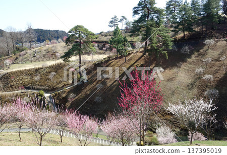 東京青梅市梅園(重新種植10年後) 東京青梅市梅園(重新種植10年後) 137395019
