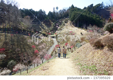 東京青梅市梅園(重新種植10年後) 東京青梅市梅園(重新種植10年後) 137395020