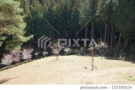 東京青梅市梅園(重新種植10年後) 東京青梅市梅園(重新種植10年後) 137395024