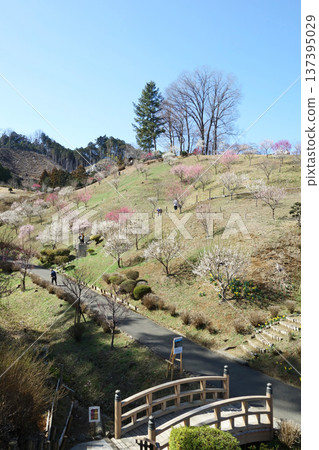 東京青梅市梅園（重新種植10年後） 137395029