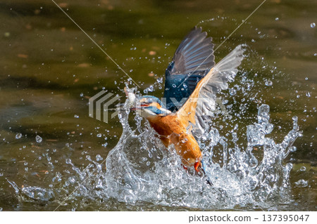 The moment a kingfisher takes off after catching its prey The moment a kingfisher takes off after catching its prey 137395047