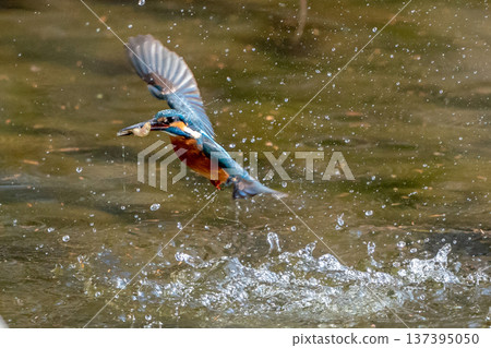 The moment a kingfisher catches a fish The moment a kingfisher catches a fish 137395050