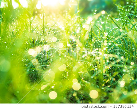 Dew Green Grass Background, Drop Water Wet Leaf Lawn blur Bokeh Field Berb in Morning, Plant Fresh Colseup beauty Growth Plant Outdoor Park with Bright Sun Day, Environment Zero Carbon Eco Ecology. Dew Green Grass Background, Drop Water Wet Leaf Lawn blur Bokeh Field Berb in Morning, Plant Fresh Colseup beauty Growth Plant Outdoor Park with Bright Sun Day, Environment Zero Carbon Eco Ecology. 137395134