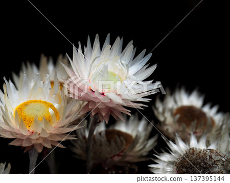 [Mountain Scenery] Kilimanjaro Flower - Helichrysum (2016) 137395144