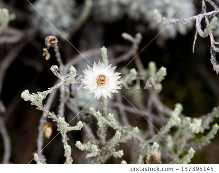 [Mountain Scenery] Kilimanjaro Flower - Helichrysum (2016) 137395145