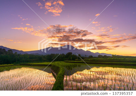 Beautiful morning view indonesia Panorama Landscape paddy fields with beauty color and sky natural light 137395357