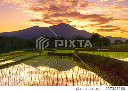 Beautiful morning view indonesia Panorama Landscape paddy fields with beauty color and sky natural light Beautiful morning view indonesia Panorama Landscape paddy fields with beauty color and sky natural light 137395360
