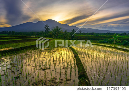 Beautiful morning view indonesia Panorama Landscape paddy fields with beauty color and sky natural light Beautiful morning view indonesia Panorama Landscape paddy fields with beauty color and sky natural light 137395403
