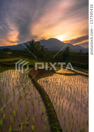 Beautiful morning view indonesia Panorama Landscape paddy fields with beauty color and sky natural light Beautiful morning view indonesia Panorama Landscape paddy fields with beauty color and sky natural light 137395416