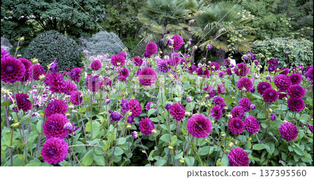 Flowers bloom in a garden full of purple blooms surrounded by green plants during the day 137395560