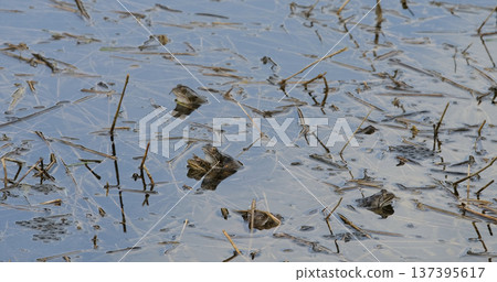Frogs resting on the surface of a pond during the early morning hours of spring in a natural setting Frogs resting on the surface of a pond during the early morning hours of spring in a natural setting 137395617