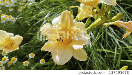 Bright yellow flowers bloom in a garden filled with green grass and small white daisies during springtime Bright yellow flowers bloom in a garden filled with green grass and small white daisies during springtime 137395618