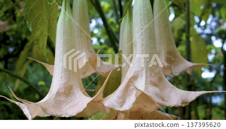 Hanging flowers grow in a garden during daylight near trees in a natural setting Hanging flowers grow in a garden during daylight near trees in a natural setting 137395620
