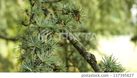 Close view of green tree branches with needles in a forest during daytime in a natural environment Close view of green tree branches with needles in a forest during daytime in a natural environment 137395627