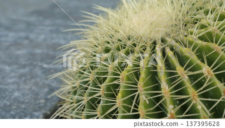 Close view of a cactus showing spines and texture during a sunny day in a desert garden Close view of a cactus showing spines and texture during a sunny day in a desert garden 137395628