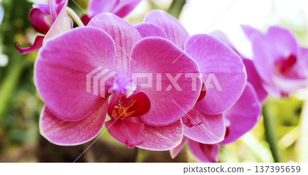 Pink orchids bloom in a tropical garden during daytime under bright sunlight with lush greenery in the background 137395659