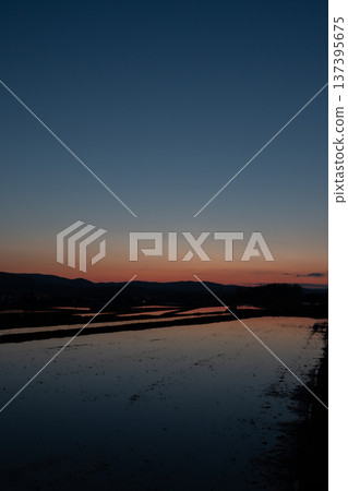 Beautiful spring evening and paddy fields filled with water 137395675