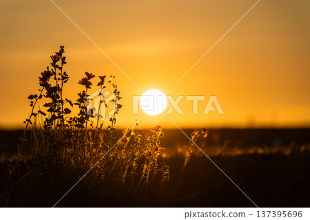 Sunset and roadside flowers 137395696