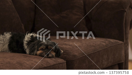 Small dog rests on brown couch in living room during late afternoon light Small dog rests on brown couch in living room during late afternoon light 137395758