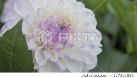 Close-up view of a white flower with light purple center in a garden during daylight Close-up view of a white flower with light purple center in a garden during daylight 137395821