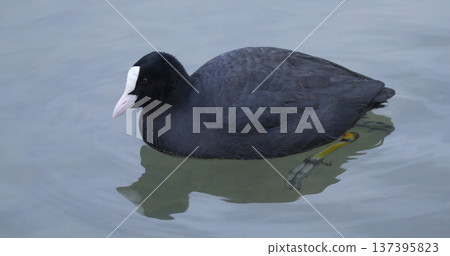 Coot swimming in clear water near the shore during the early morning hours in a natural setting 137395823