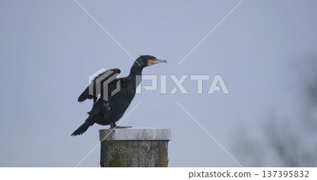 Cormorant drying feathers on a post during daylight in a natural setting Cormorant drying feathers on a post during daylight in a natural setting 137395832