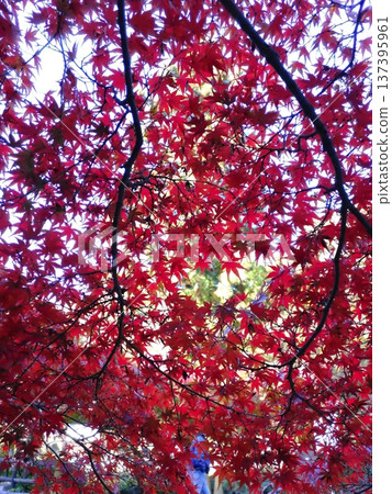 Bright red autumn leaves Bright red autumn leaves 137395961