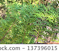Close-up of Hinoki (Japanese Cypress) leaves: intricately shaped texture 137396015