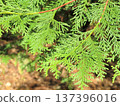 Refreshing green cypress branches and leaves Spring to early summer nature image 137396016