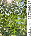 Hinoki leaves with sunlight filtering through them - an image of forest bathing 137396017