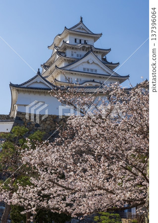 春日里的兵庫縣姬路市姬路城 137396064